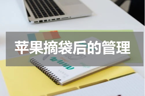 苹果摘袋后的管理
