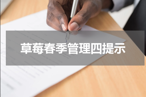 草莓春季管理四提示