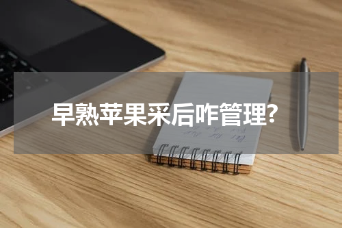 早熟苹果采后咋管理?