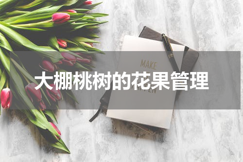 大棚桃树的花果管理