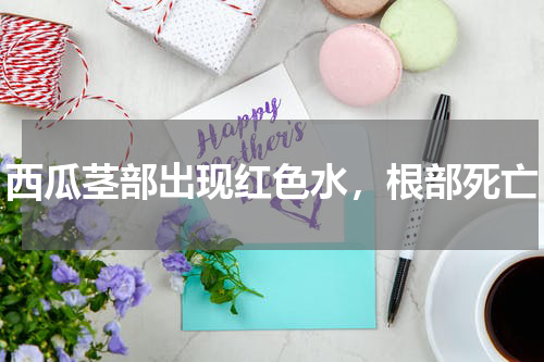 西瓜茎部出现红色水，根部死亡