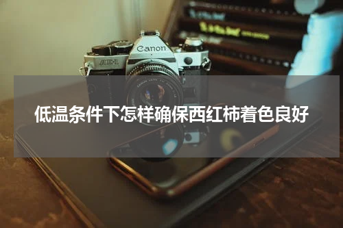 低温条件下怎样确保西红柿着色良好