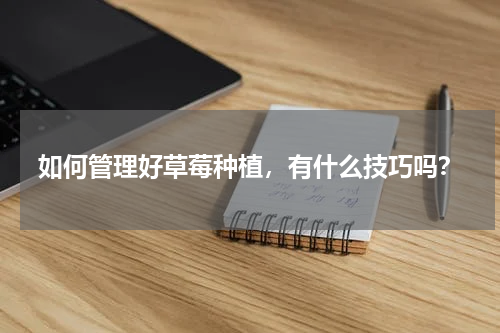 如何管理好草莓种植，有什么技巧吗？