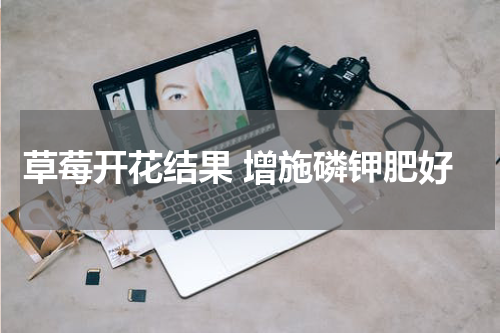 草莓开花结果 增施磷钾肥好