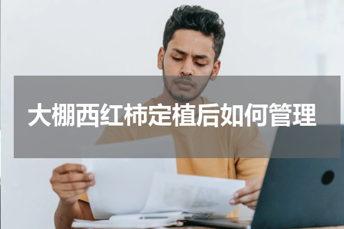 大棚西红柿定植后如何管理