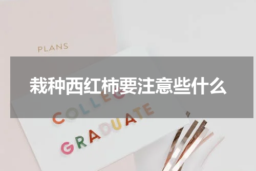 栽种西红柿要注意些什么
