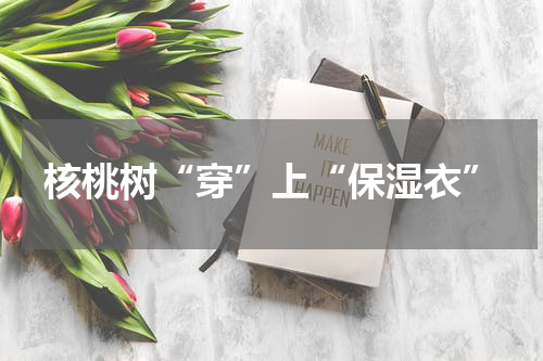 核桃树“穿”上“保湿衣”