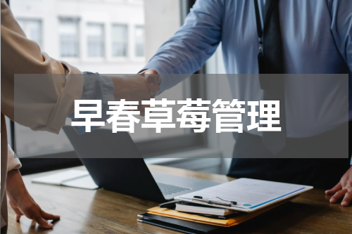 早春草莓管理