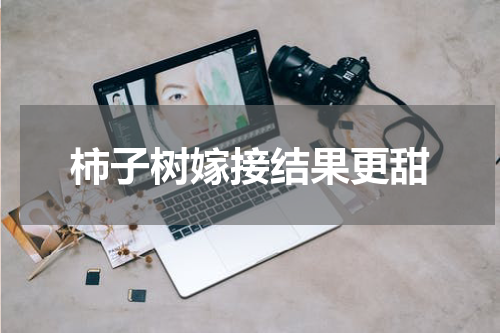柿子树嫁接结果更甜