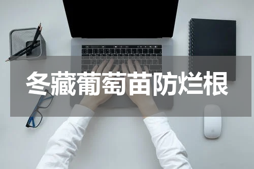 冬藏葡萄苗防烂根