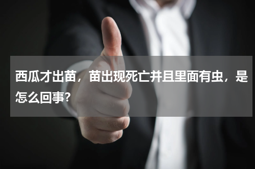 西瓜才出苗，苗出现死亡并且里面有虫，是怎么回事？