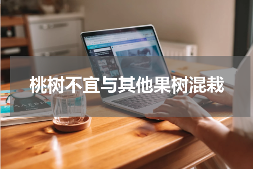 桃树不宜与其他果树混栽