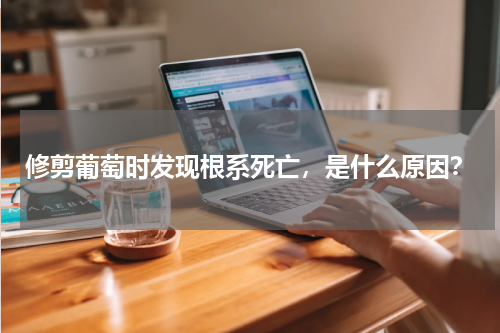 修剪葡萄时发现根系死亡，是什么原因？