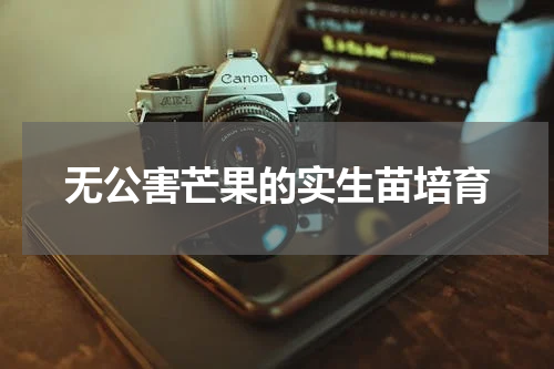 无公害芒果的实生苗培育