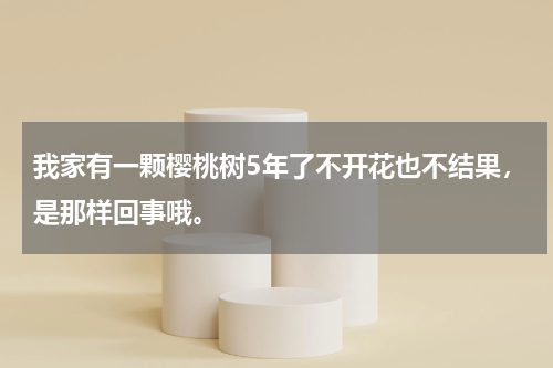 我家有一颗樱桃树5年了不开花也不结果，是那样回事哦。