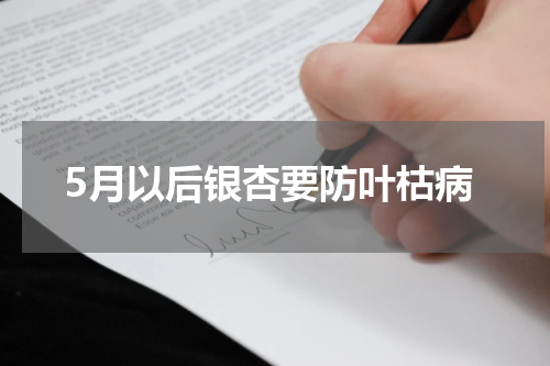 5月以后银杏要防叶枯病