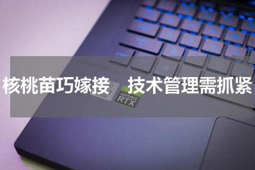 核桃苗巧嫁接　技术管理需抓紧