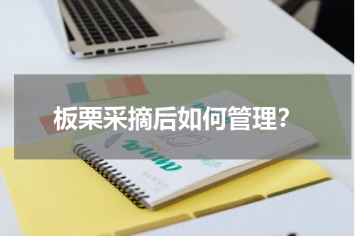 板栗采摘后如何管理？